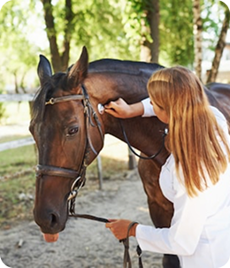 Vet examining horse